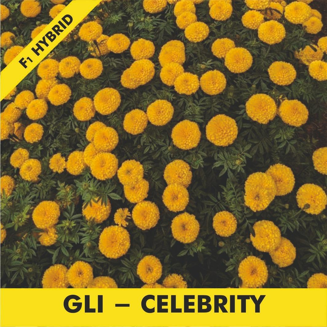 GLI-HAPPY Marigold